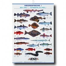 Žuvų Plakatas Jūrinės Baltijos žuvys 100x70cm Suvenyras Dovana Žvejui žvejybos tema Germany Marine Fish Saltwater Fish