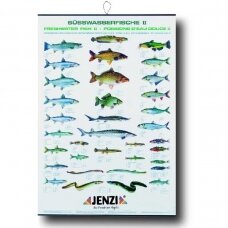 Žuvų Plakatas Mūsų Gėlavandenės žuvys 100x70cm Suvenyras Dovana Žvejui žvejybos tema Germany Freshwater Fish Europe