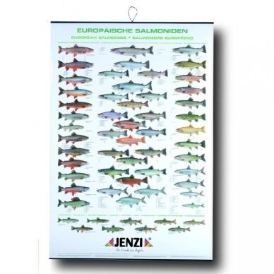 Žuvų Plakatas Mūsų Lašišinių žuvų rūšimis 100x70cm Suvenyras Dovana Žvejui žvejybos tema Germany European Salmonid Fish